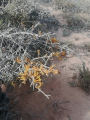 Dufourea flammea