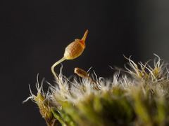 Grimmia muehlenbeckii