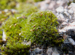 Grimmia muehlenbeckii