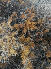 Dufourea flammea