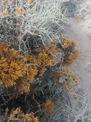 Dufourea flammea