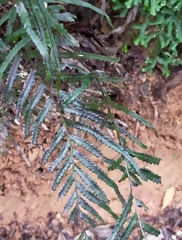 Tapeinidium pinnatum