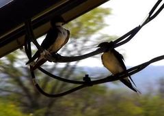 Hirundo smithii smithii