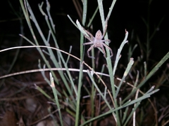 Neosparassus calligaster