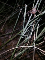 Neosparassus calligaster