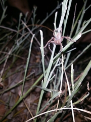 Neosparassus calligaster