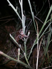 Neosparassus calligaster