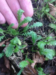 Leptinella squalida