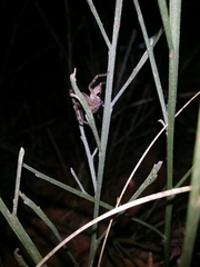 Neosparassus calligaster