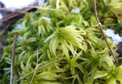 Sphagnum riparium