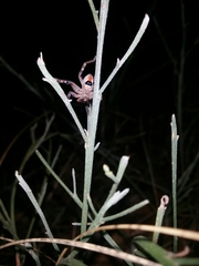 Neosparassus calligaster