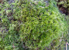 Paraleucobryum longifolium