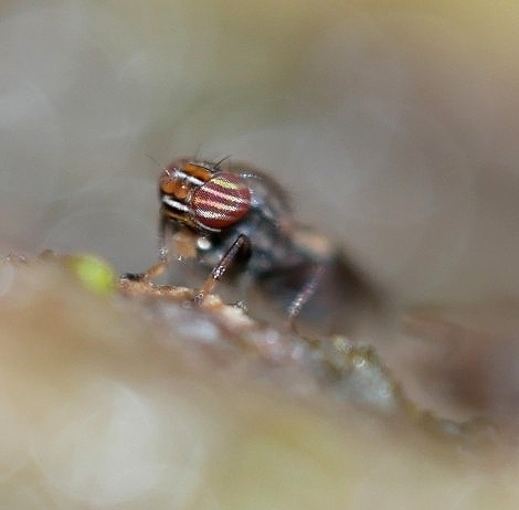 Aulacigaster