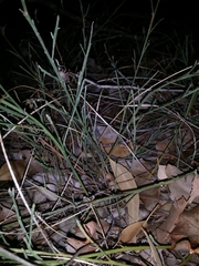 Neosparassus calligaster