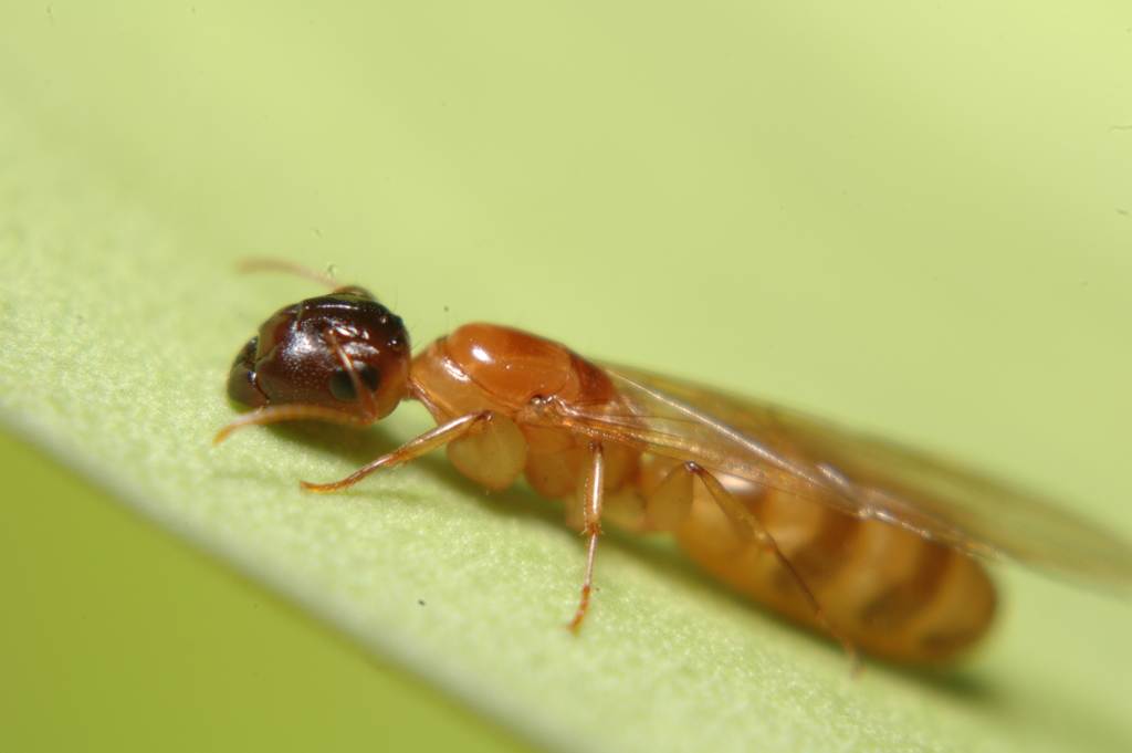 Camponotus claviscapus