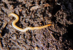 Geophilus proximus
