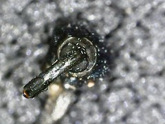 Aulacobaris