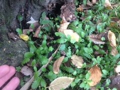 Leptinella squalida