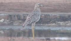 Burhinus capensis capensis