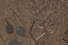 Sibynophis subpunctatus