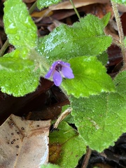 Tremandra stelligera