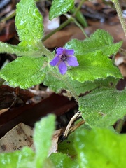 Tremandra stelligera