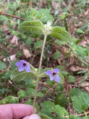 Tremandra stelligera