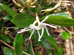 Anodendron benthamianum