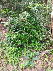 Anodendron benthamianum
