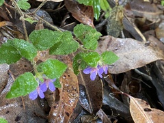 Tremandra stelligera