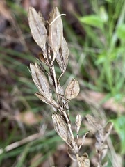 Orthrosanthus polystachyus