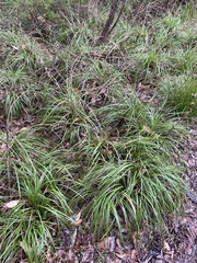 Orthrosanthus polystachyus