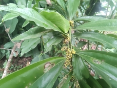 Cocculus laurifolius