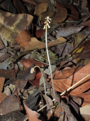 Wullschlaegelia calcarata