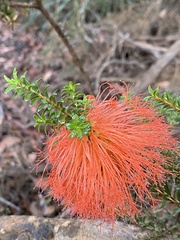 Melaleuca sparsa