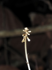 Wullschlaegelia calcarata