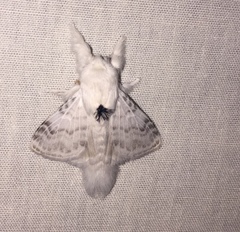 Apotolype brevicrista