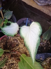 Caladium