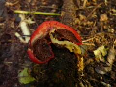 Leratiomyces erythrocephalus