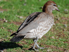 Chenonetta jubata