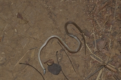 Sibynophis subpunctatus