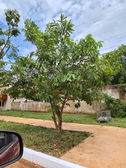 Cordia superba superba