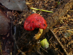 Leratiomyces erythrocephalus