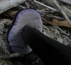 Tylopilus formosus