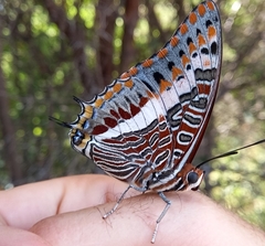 Charaxes saturnus saturnus