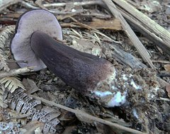 Tylopilus formosus