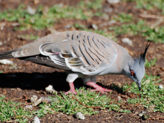 Ocyphaps lophotes