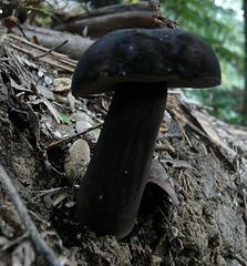 Tylopilus formosus