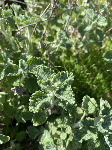 iNaturalist observation photo of White Horehound