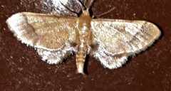 Idaea trypheropa